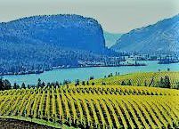 #Pinot Gris Producers British Columbia Vineyards Canada