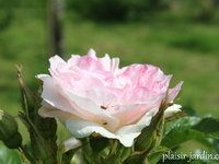 Les rosiers en P. de Po à Pz.