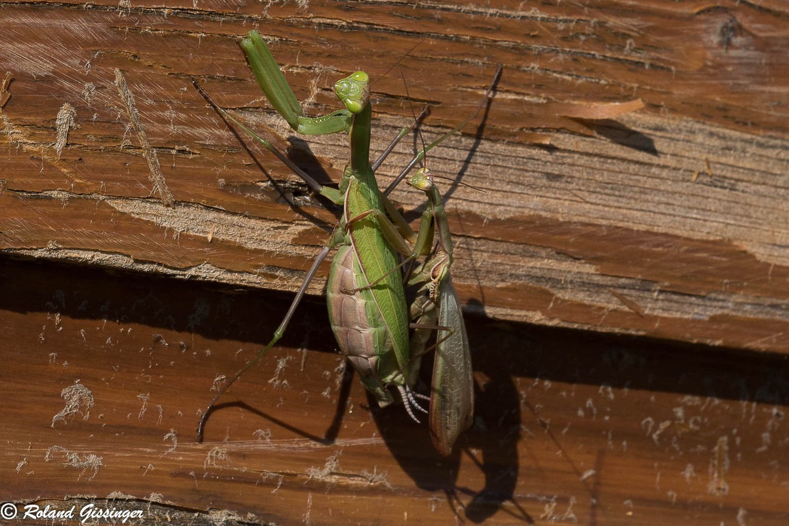 Cycle de vie de la Mante religieuse (Mantis religiosa) ANAB Association Nature Alsace Bossue