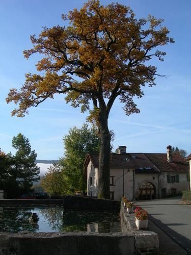 Mes arbres remarquables franc-comtois