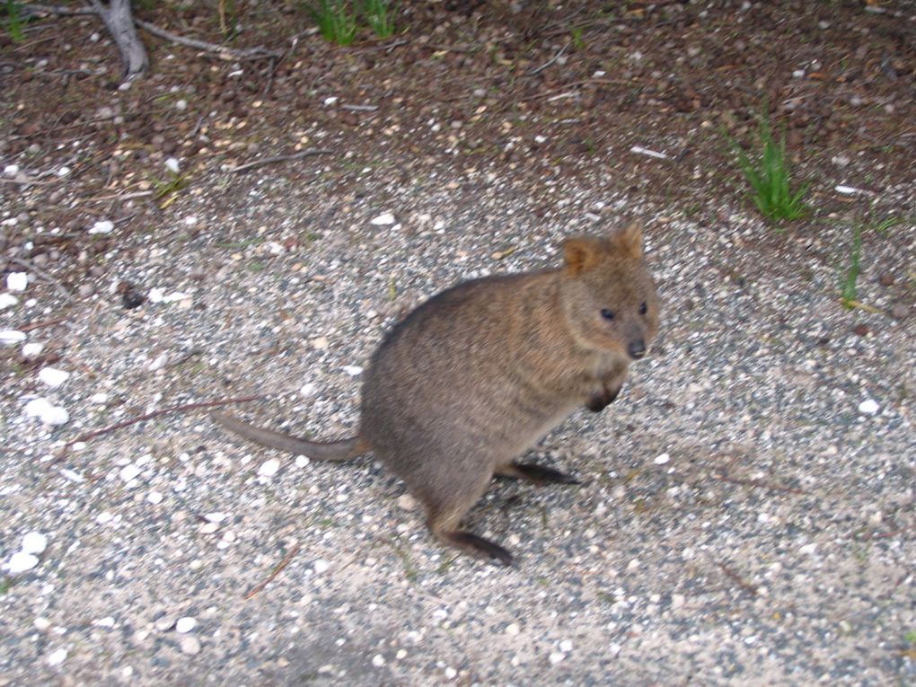 Album - Rottnest-Island