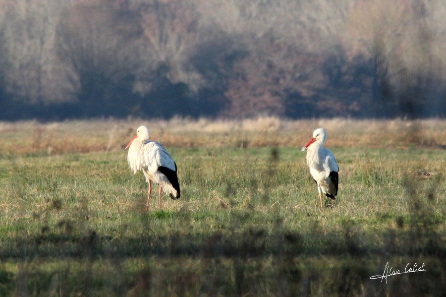 Cigogne