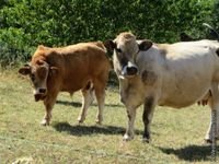 Rencontres d'été / Balade en Haute-Loire