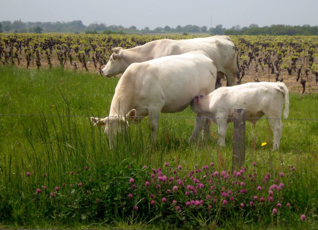 Prés et champs dont la mer n'est jamais éloignée, bois de korrigans et bords de dunes... Fleurs des champs!