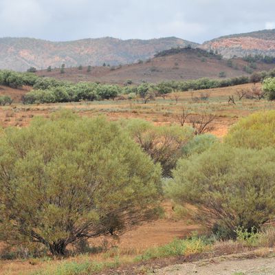 Les Flinders Ranges: montagnes de l'Outback de South Australia