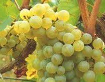 #Aurore Wine Producers Maine Vineyards