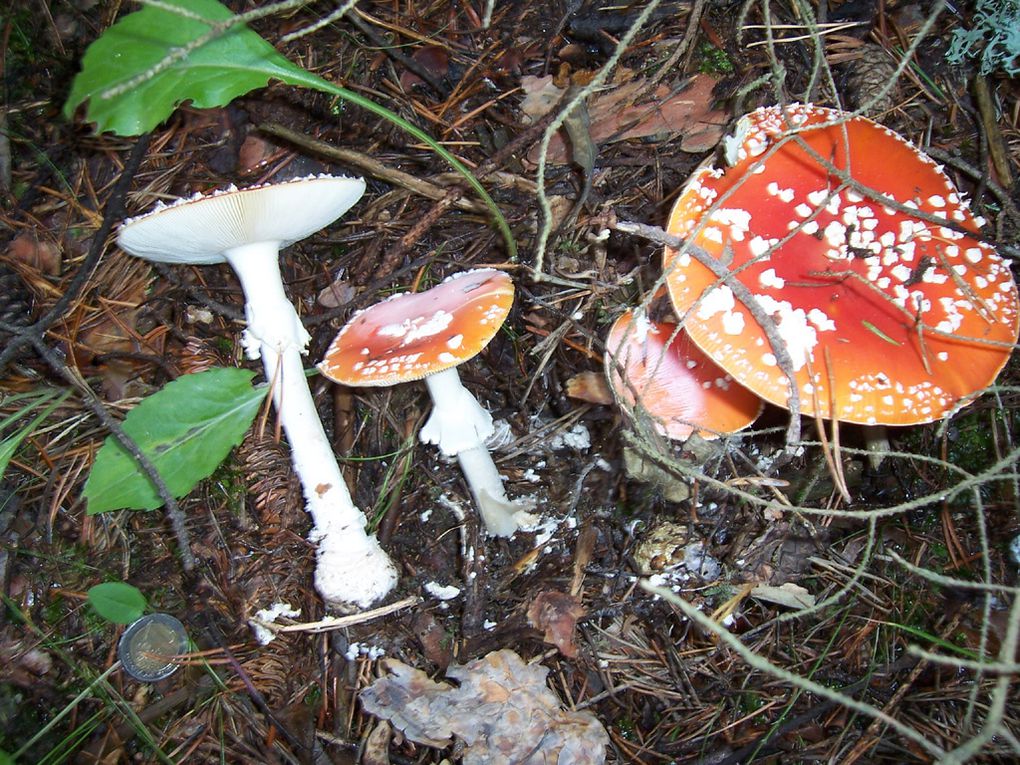 Photos personnelles gratuites et libres de droits sur la nature, l'environnement et le patrimoine