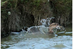 sortie marais 8 juillet 2017