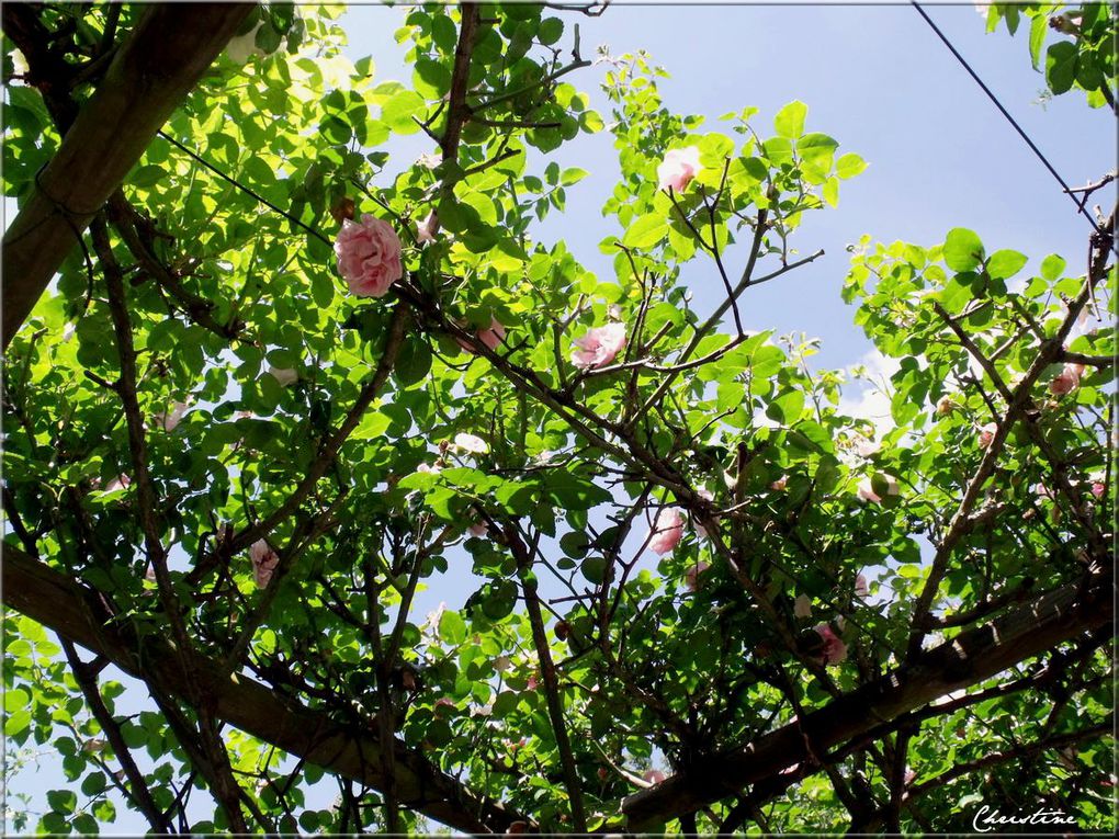 Album - LE-JARDIN-DE-LA-TOUR-DE-RATIERES