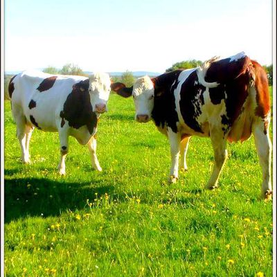 Animaux campagne - vaches