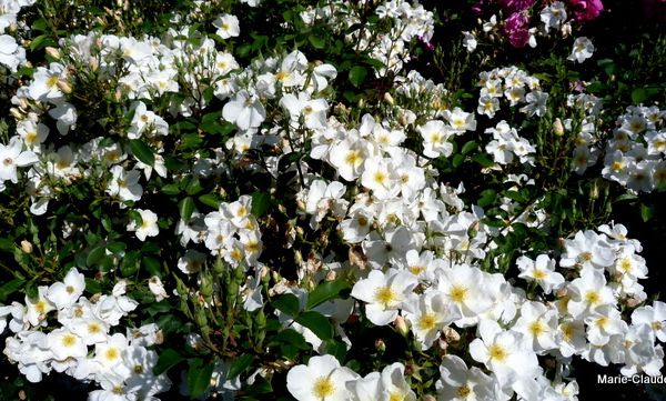 Dans un style tout différent, le rosier 'Kew Gardens', un rosier qui m'a bien intéressée, il fleurit toute la saison , un rosier très sain, presque sans épines de 1,25m de haut, il produit des petits cynorhodons rouges que vous devrez enlever si vous désirez qu'il continue à fleurir, une espèce hybridée en 2009,