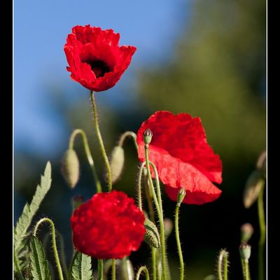 L'équipe rouge...