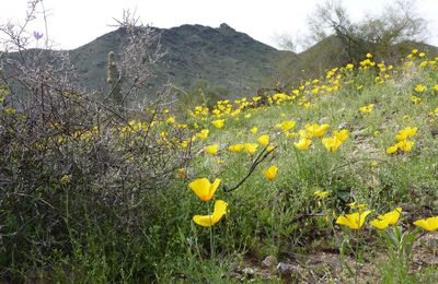 South Mountain - Ranger trail, et les jolies fleurs jaunes du printemps