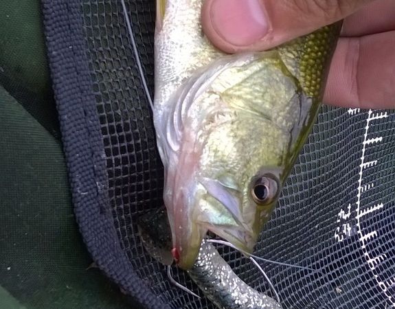 Sifflet et baby bass, tous pris en texan dans les nénuphars en bordure de l'étang.