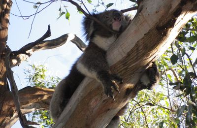 25 Février 2012 : Great Otway National Park ( suite )