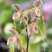 Orchidée - Lorchidee.fr : Vente en ligne d'orchidées et conseils d''entretien des orchidées