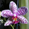 Phalaenopsis Pink Panther