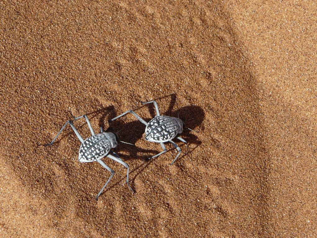 Album - Desert-du-Namib