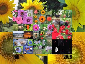 Monatsrückblick Fotos  Juli - Dezember 2018