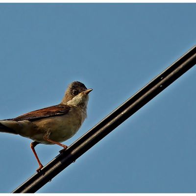 FAUVETTE GRISETTE CHANT, VIDEO