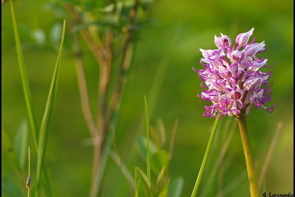 2 orchidées