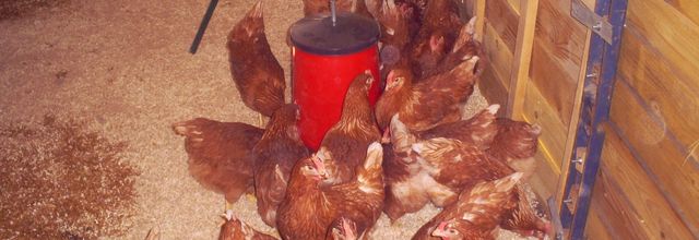 Info sur les oeufs et cie !