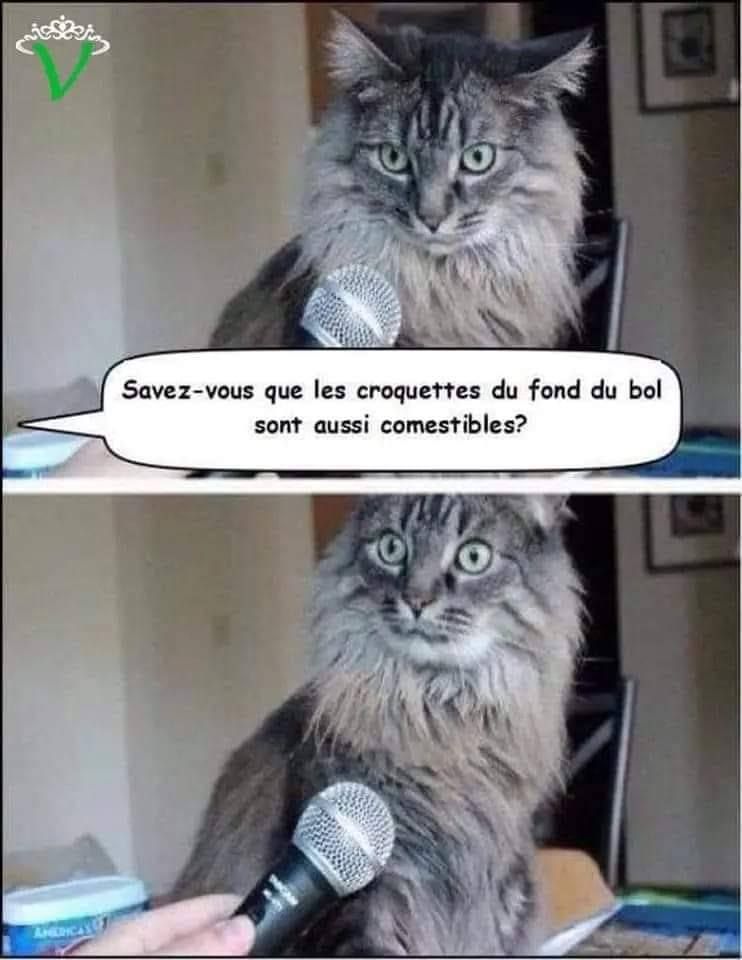 Humour Pour Ceux Et Celles Qui Ont Des Chats Le Blog De Zapi