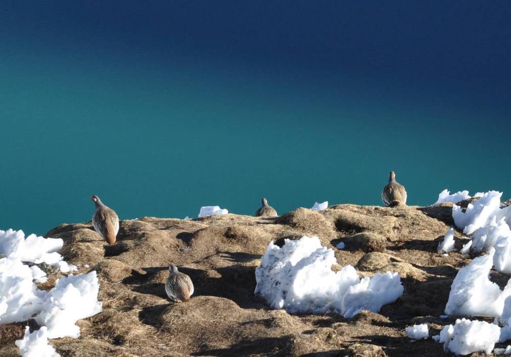 Népal, Khumbu, tétraogalle / snowcock