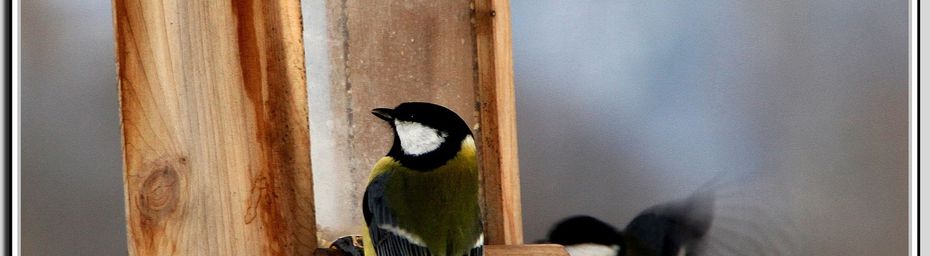 le resto des oiseaux et ouvert