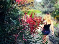 La forêt tropicale et quelques fleurs du jardin botanique de Canberra (et son lézard géant qui existe vraiment...en plus petit :)