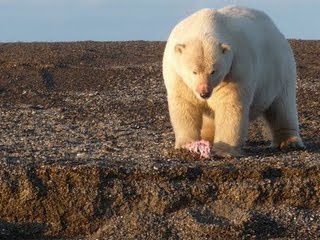 De sublimes photos des ours polaires.