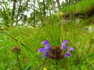 Tout au long du chemin, les fleurs nous accompagnent