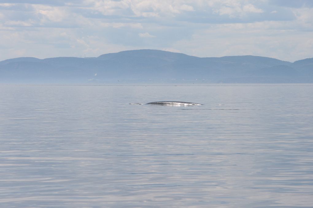 Album - Baleines-du-St-Laurent