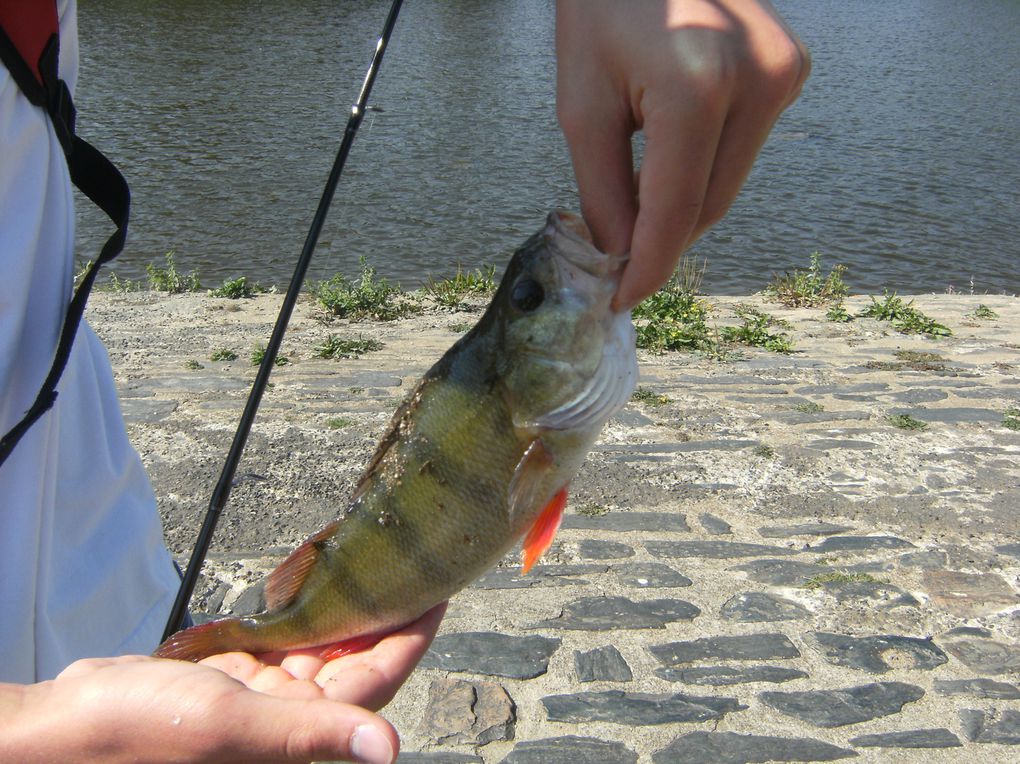 Voici les cheupers, le poisson KFT par excellence hihi !!!