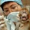 STOP à l'expérimentation animale !!!