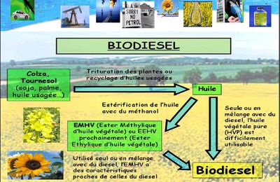 Schéma de la création du biodiésel