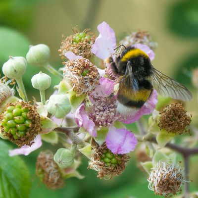 bourdon sur sa fleur