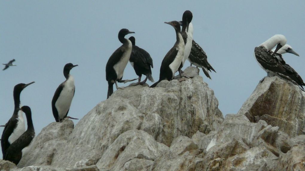 Album - ayacucho--desert-peruvien-et-nos-amis-les-oiseaux