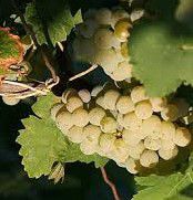 #Kerner Producers Australia Vineyards 