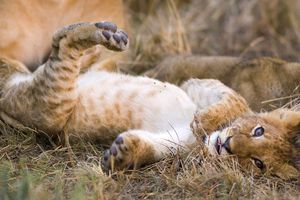 Votre grand ami le lionceau vous salue bien ! :)