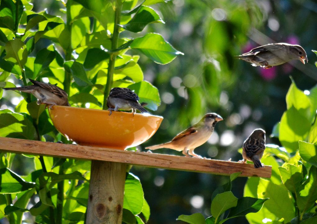 Album - Ballade au jardin