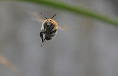 le vol du bourdon