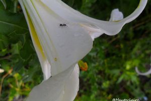 Insectes et fleurs