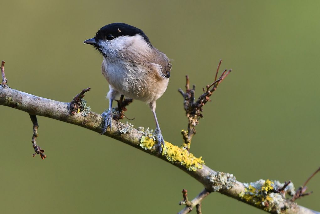 Mésange nonnette (Poecile palustris).