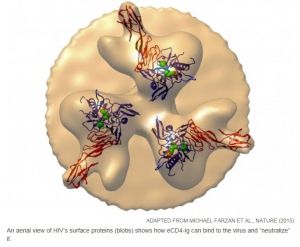 SIDA : Quatre singes protégés par des anticorps produits génétiquement ! 