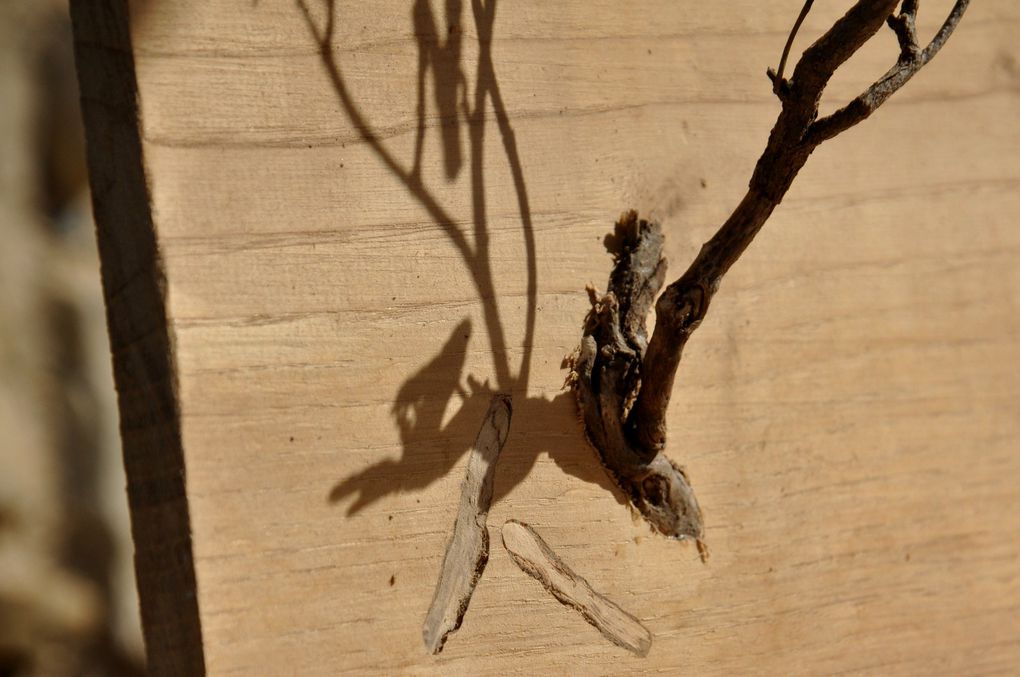 La démonsration avec le dorycnium une plante de la garrigue. (7 photos)