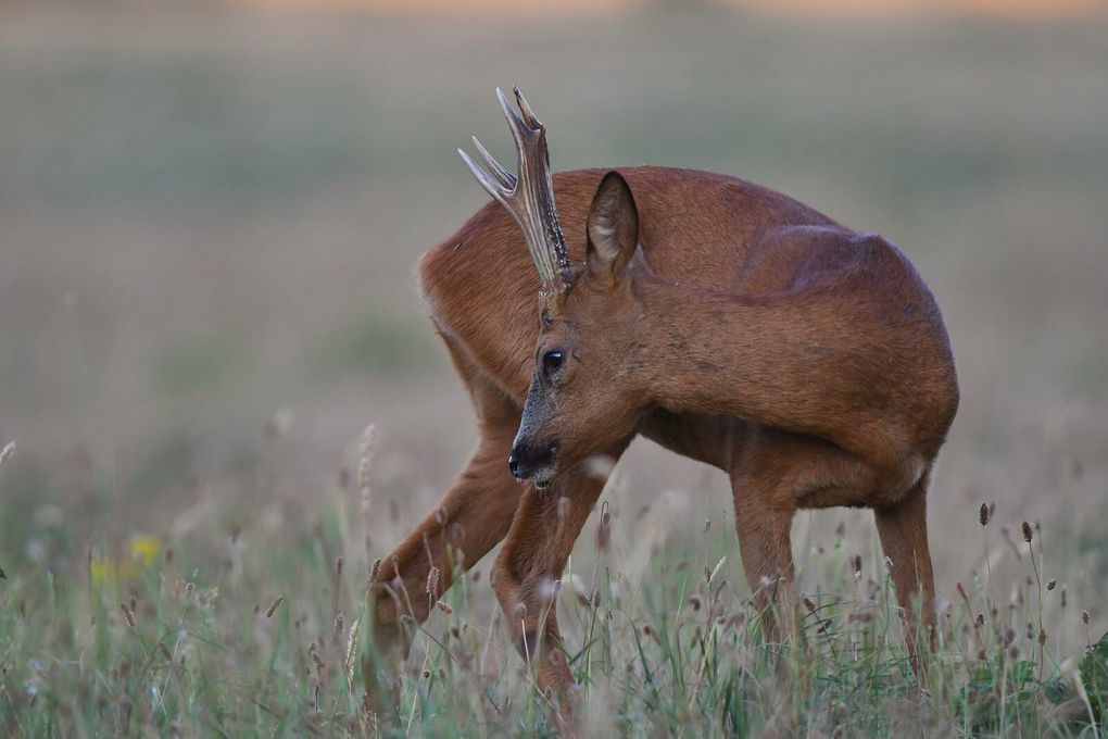 Facile à identifier ce brocard, par la forme de ses bois et aussi cette lèvre qui pendouille.