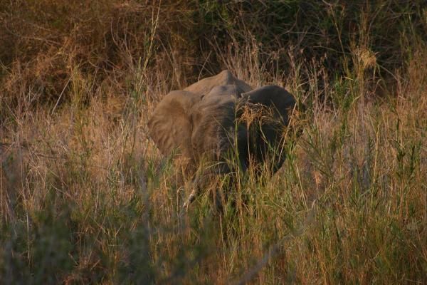 Album - Safari (Afrique du Sud)