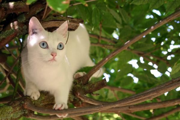 Petite chatte blanche aux yeux bleus