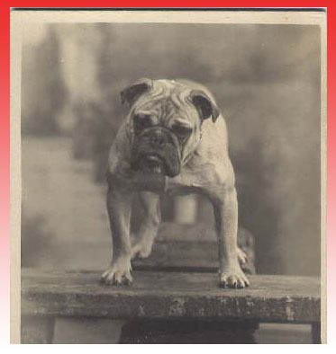 Album - Old-pics-Bulldogs-and-Staffies